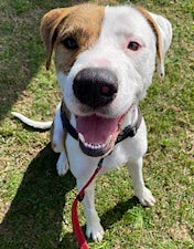 Adoption rates dropped to help two loving boys find their 'furever' homes